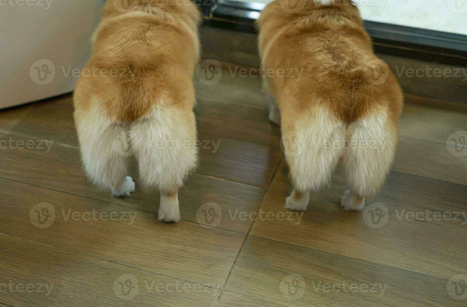 back view cute Pembroke welsh corgi. buttoms of welsh corgi dog buttons, selective focus photo