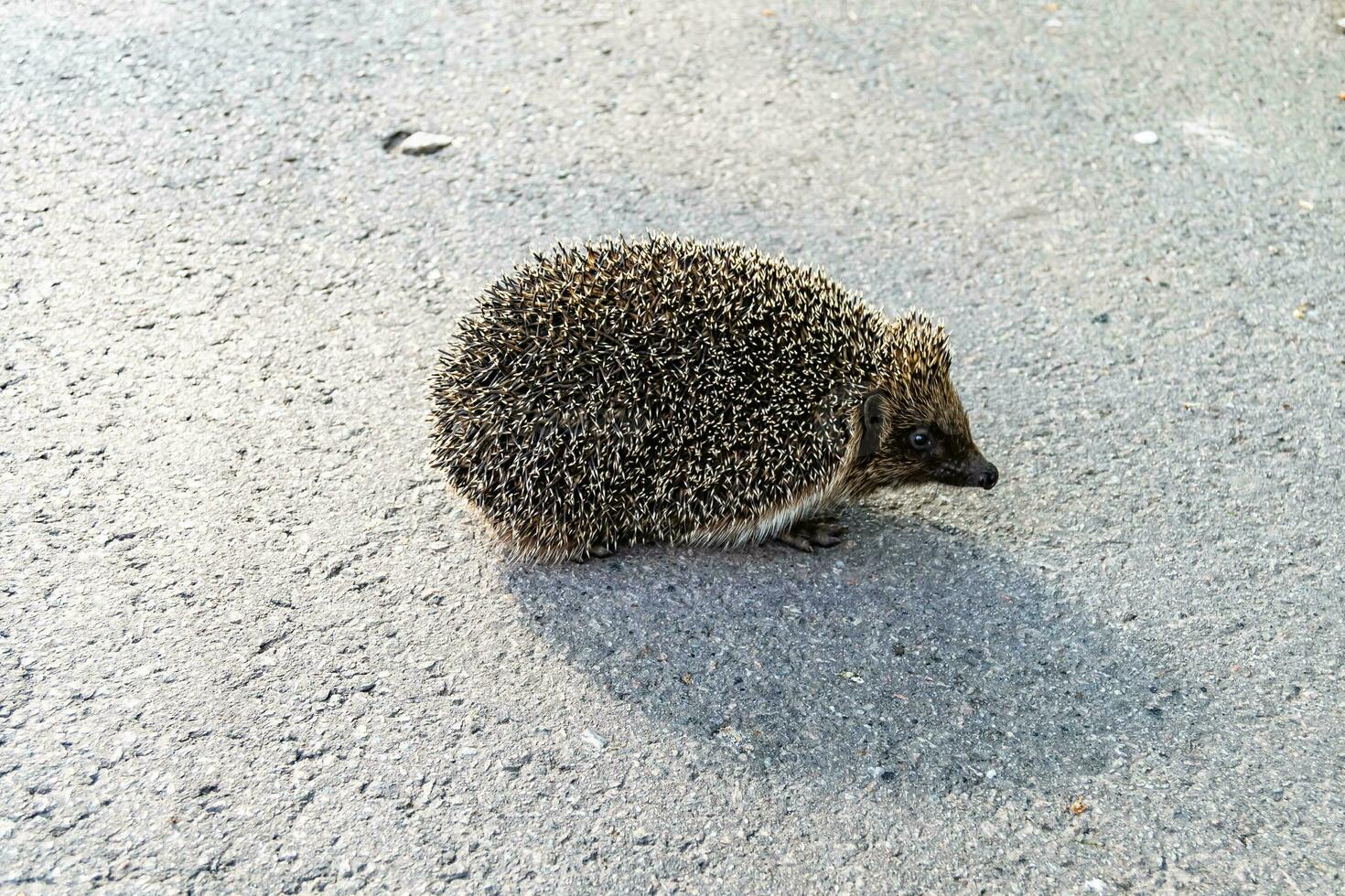 Photography on theme beautiful prickly little hedgehog goes into dense wild forest photo