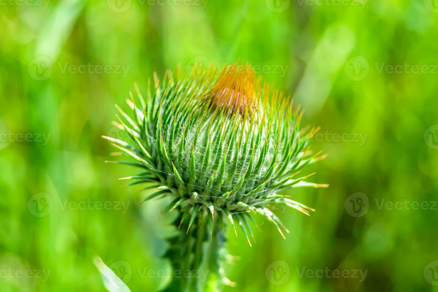 Beautiful growing flower root burdock thistle on background meadow photo