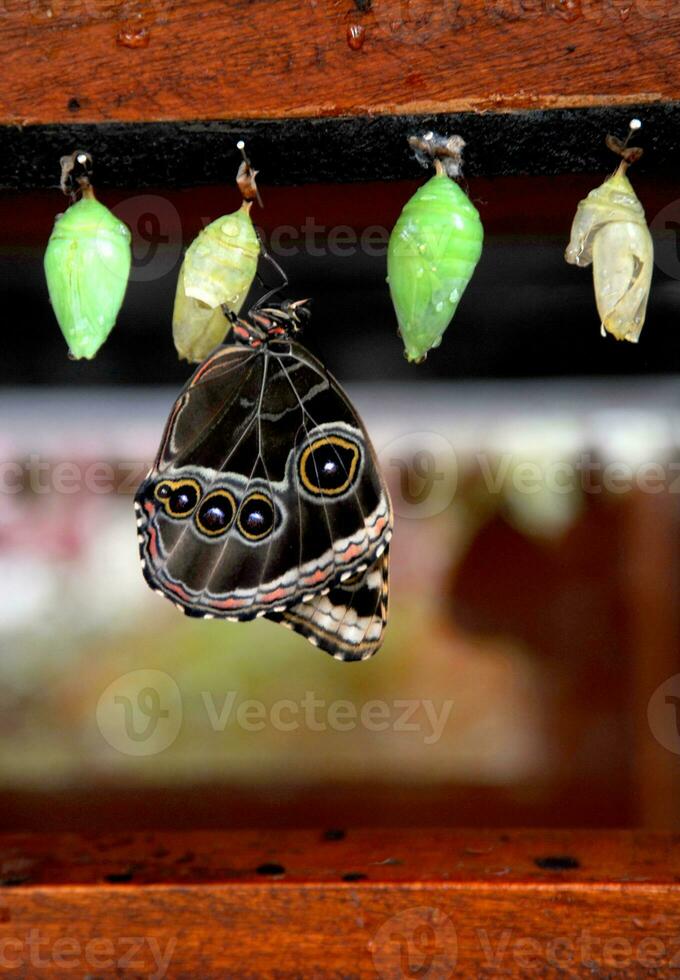 A butterfly emerges from its pupa or cocoon while it hangs to dry its wings. photo