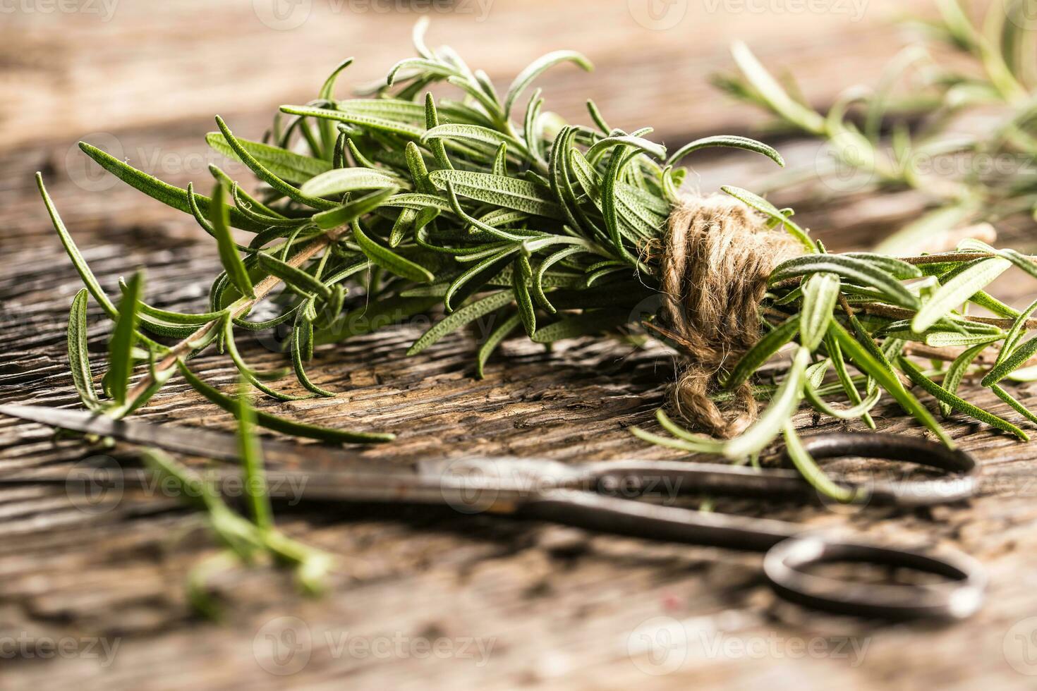 Fresh rosemary with scissors on rustic oak board photo