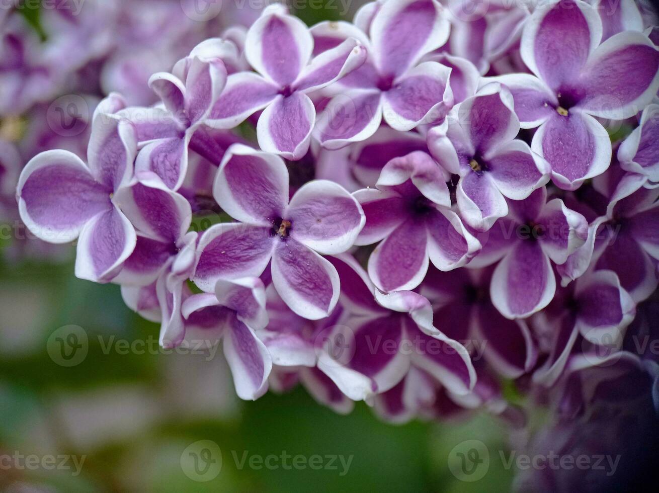 Violet blossoming lilac flowers on a branch close up macro view photo