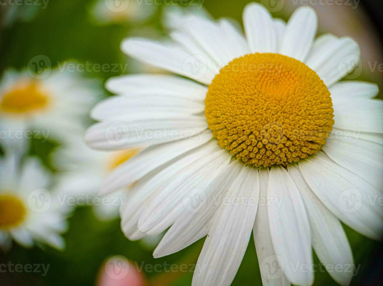 Close up blossoming camomile white flower macro photo