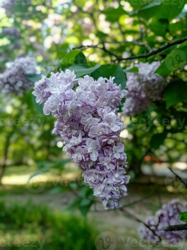 Light lilac blossoming lilac flowers on a branch close up macro view photo