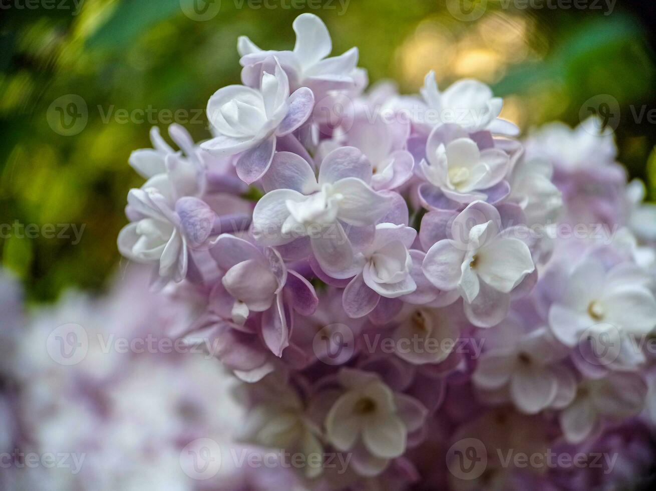 Light lilac blossoming lilac flowers on a branch close up macro view photo