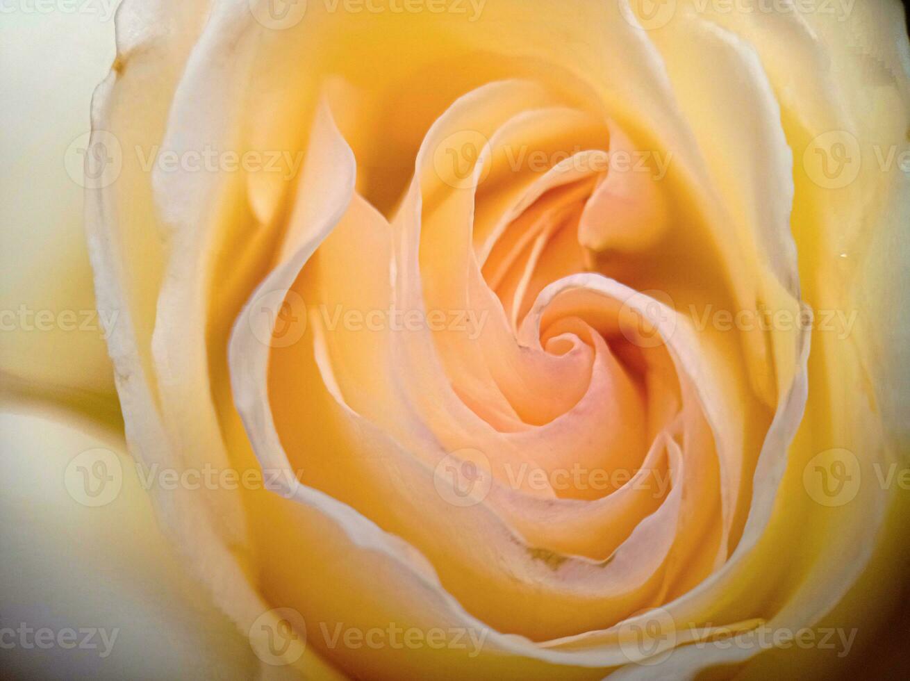 White blossoming rose bud macro close up view photo
