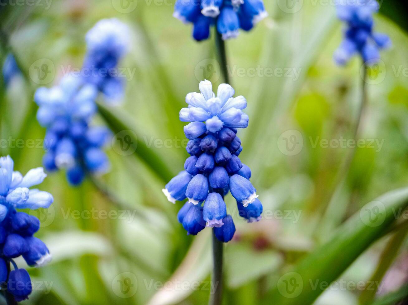 Blue muscari blossoming spring flowers close up macro view photo