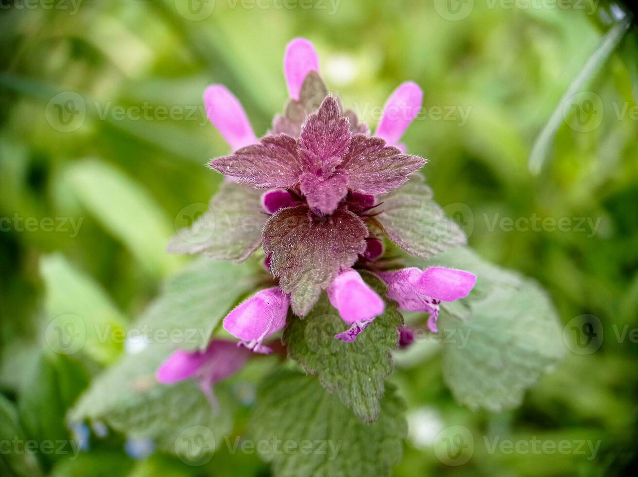 Lamium purpureum blossoming flower close up macro top view photo
