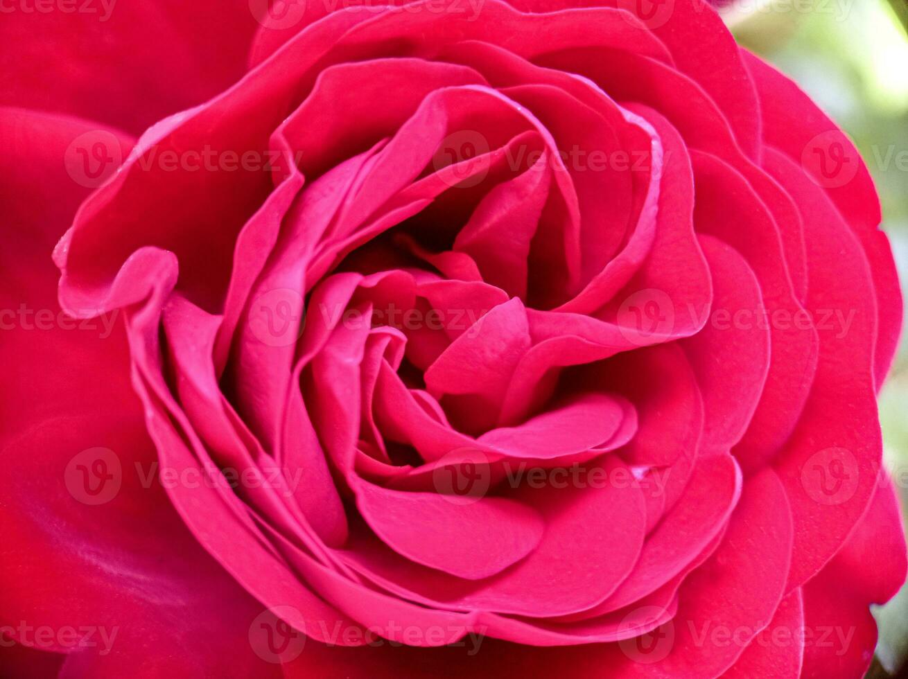A bud of red bordo roses macro closeup view photo