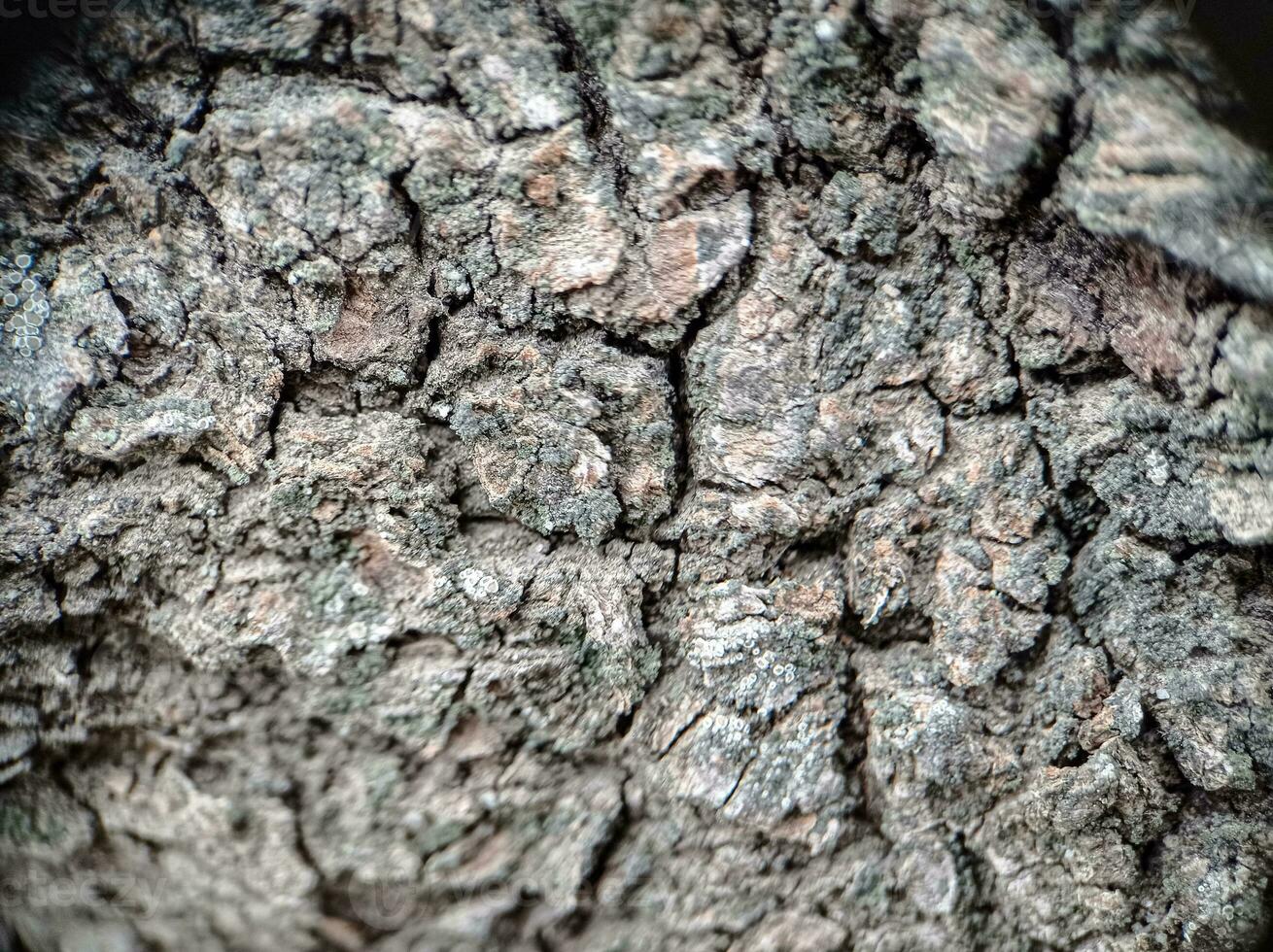 Old wooden tree macro texture top view photo