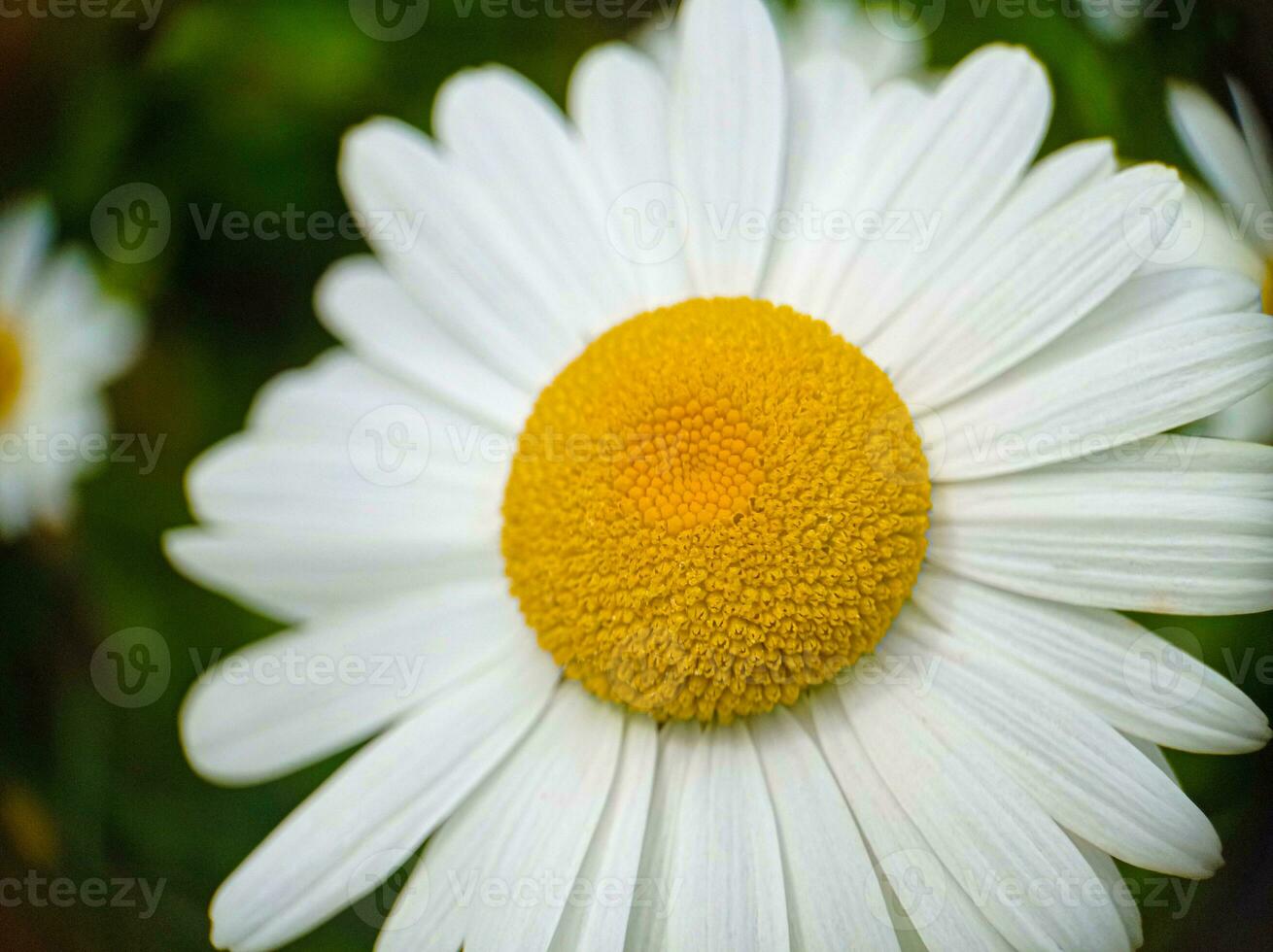 Close up blossoming camomile white flower macro photo