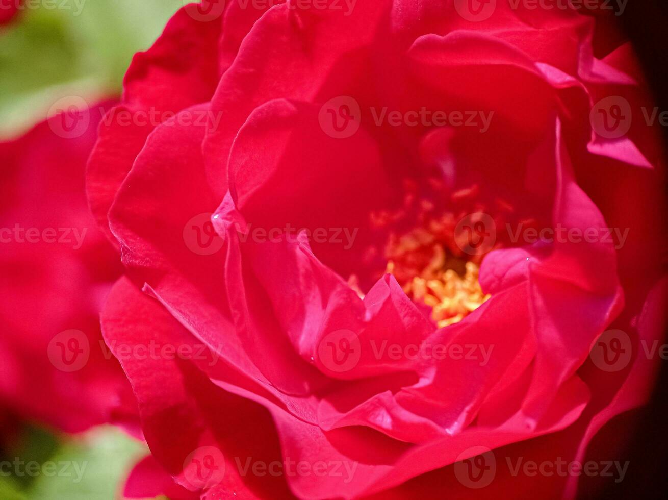 A bud of red bordo roses macro closeup view photo