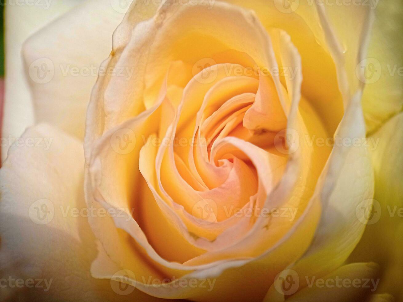 White blossoming rose bud macro close up view photo