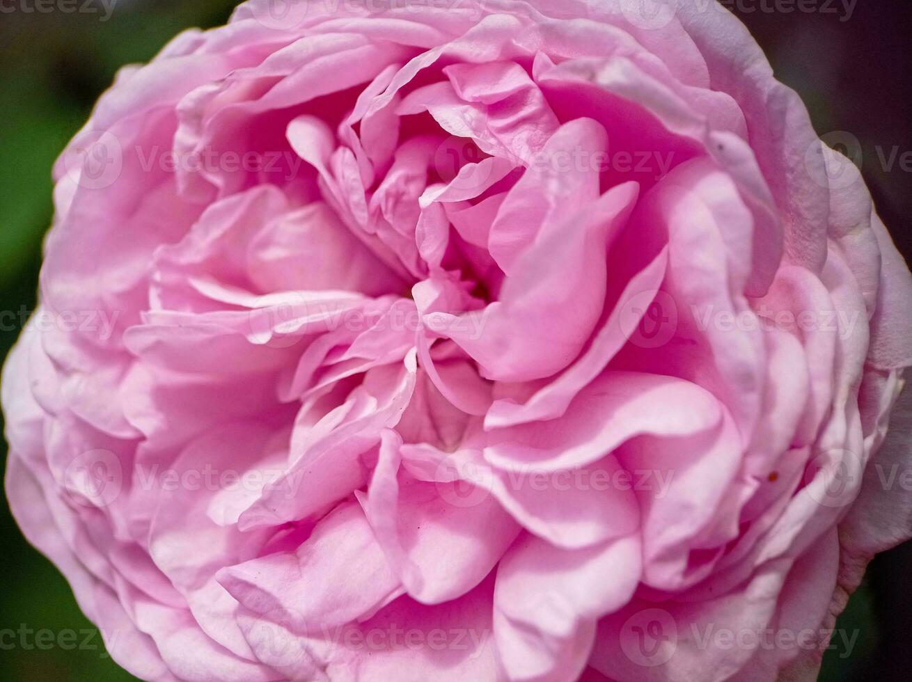 Beautiful pink blooming rose close up macro view photo