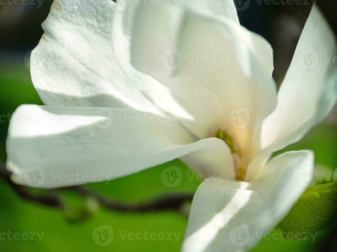 Beautiful blossoming magnolia flower macro top view photo