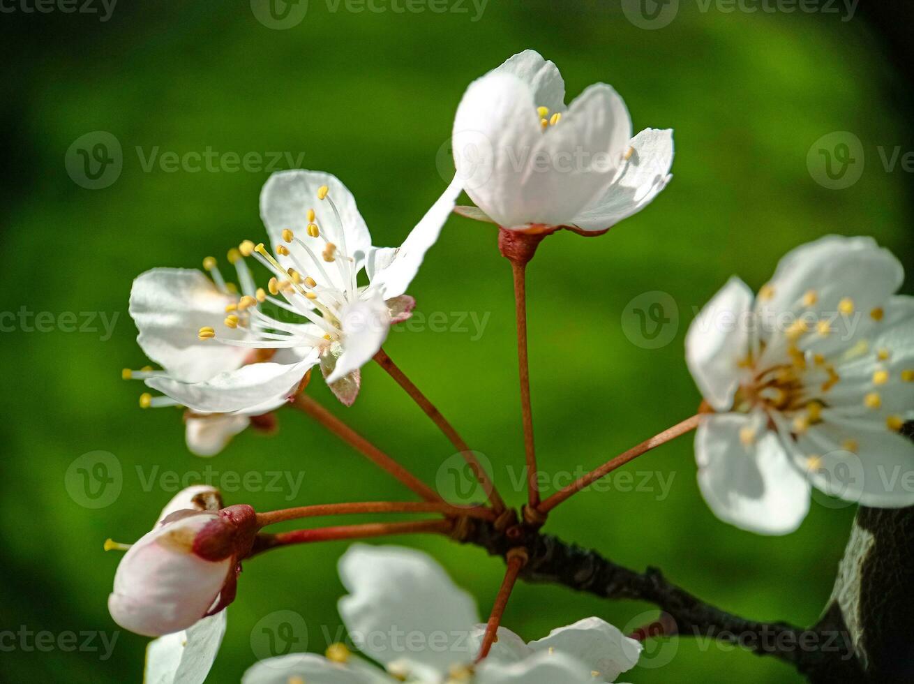 Blossom cherry flowers branch on the tree close up macro photo