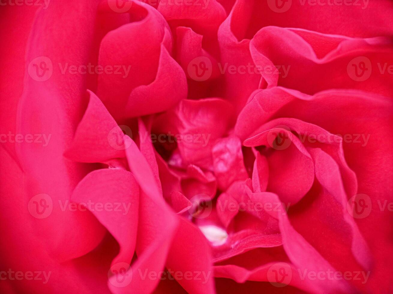 Beautiful pink blooming rose close up macro view photo