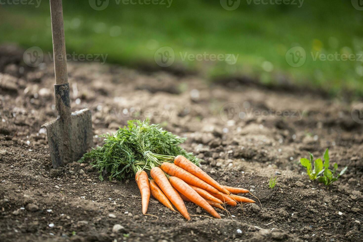 Bunch of fresh carrots freely lying on soil in garden photo