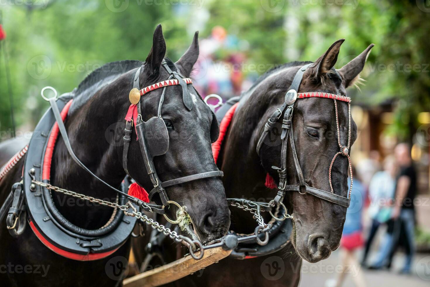 Horses in harness pulling carriages for tourists await another customer on a street in the summer photo