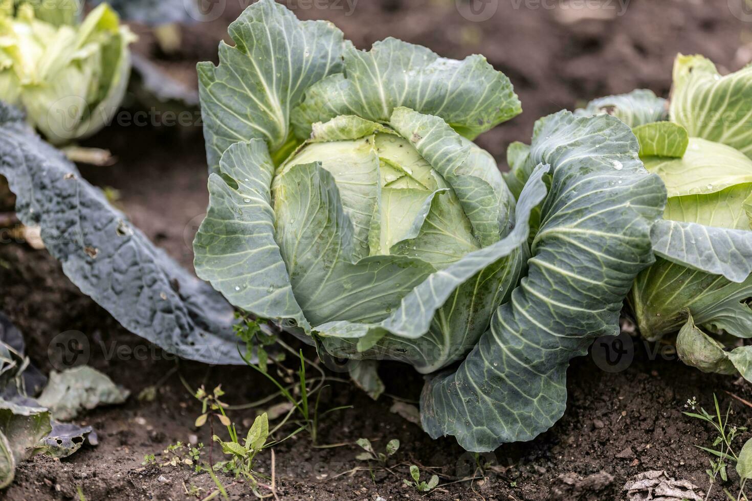 Ripe green cabbage head growing in the garden photo