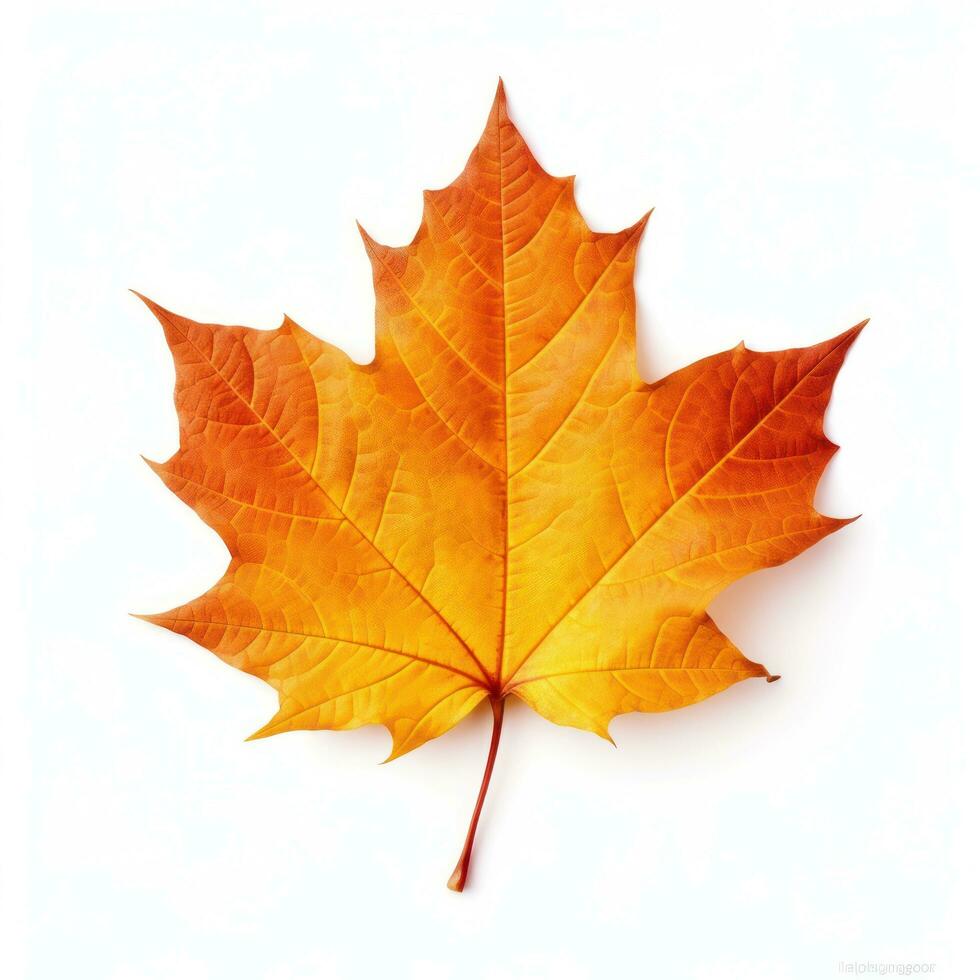 Autumn colored fall leaf isolated. photo