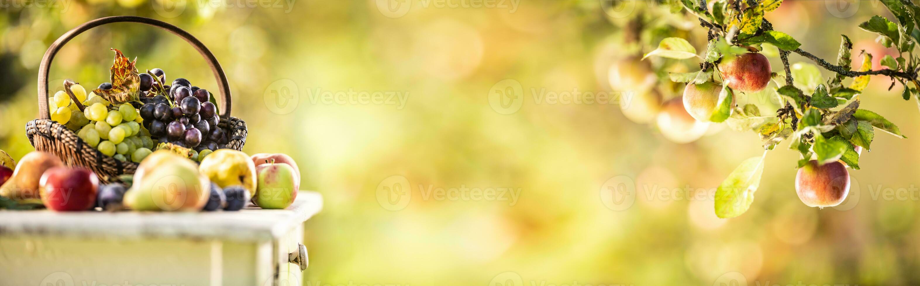 Blue and white grapes in a wooden basket on a wooden table, along with other fruits. Panoramic banner of a branch of an apple-tree with apples photo