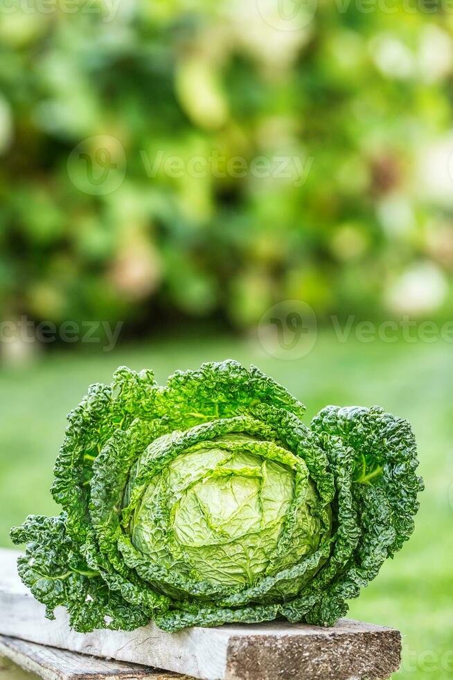 col rizada repollo vegetal. Fresco col rizada cabeza en el jardín en woden tablero foto