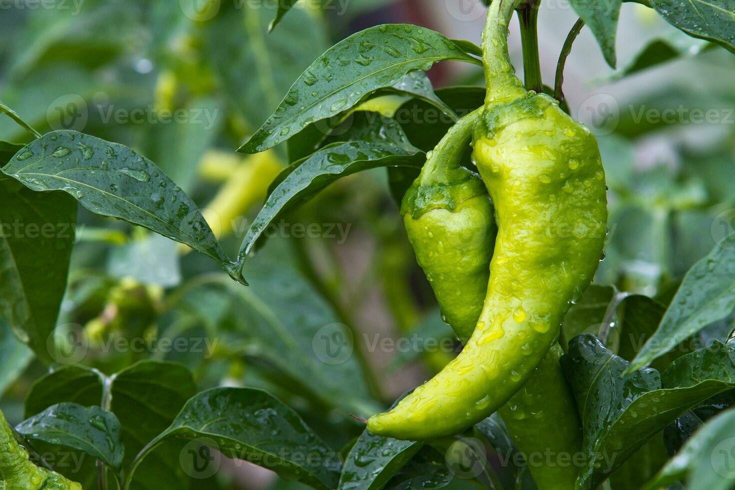 Fresh and tasty green pepper paprika grown in home garden. Full of vitamins and taste photo