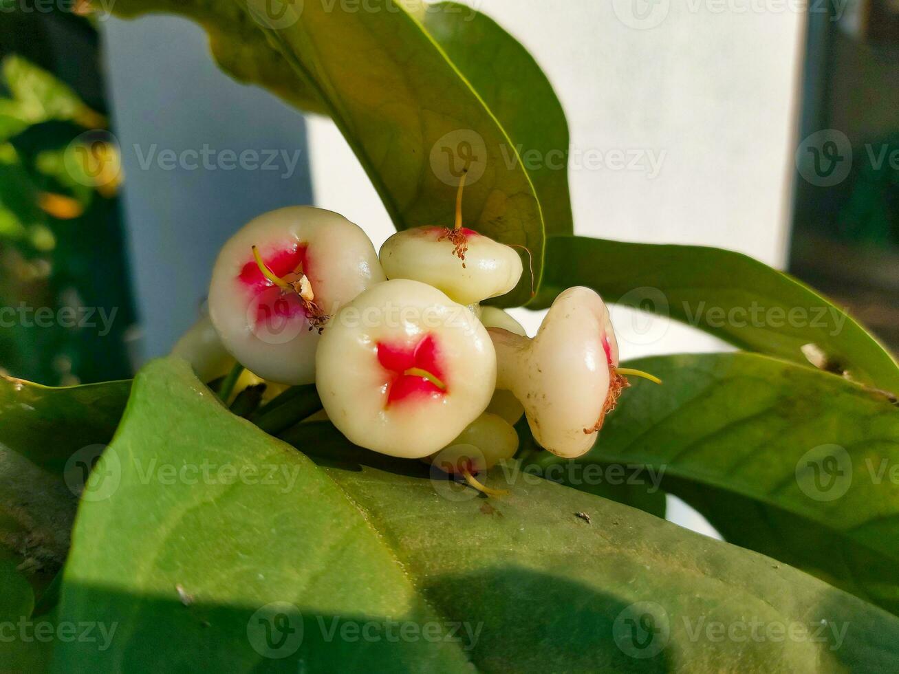 fruit cluster of a small water apple plant growing in the sunlight photo