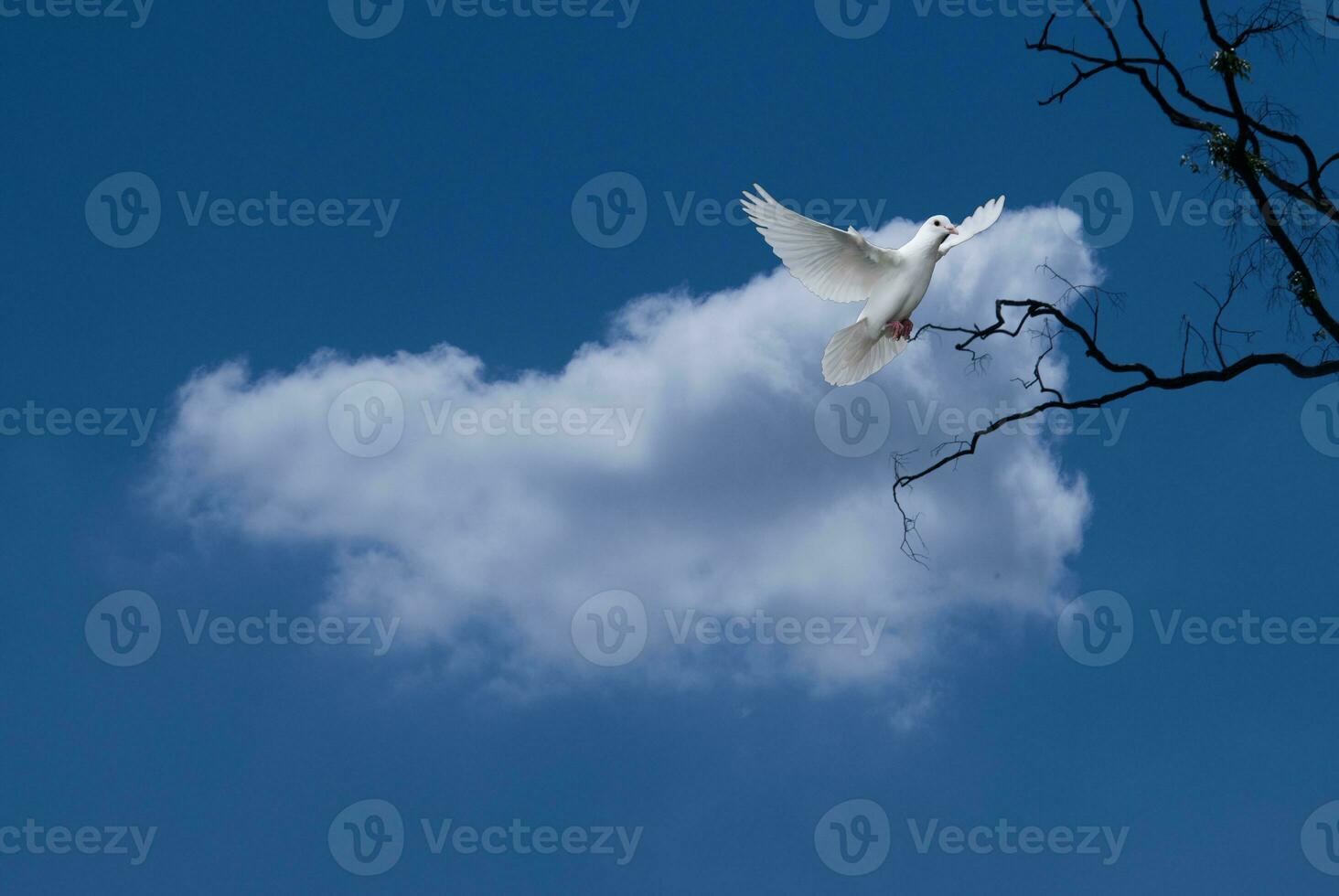 white bird flying in the blue sky with white cloud and tree branch Used for textured backgrounds. photo