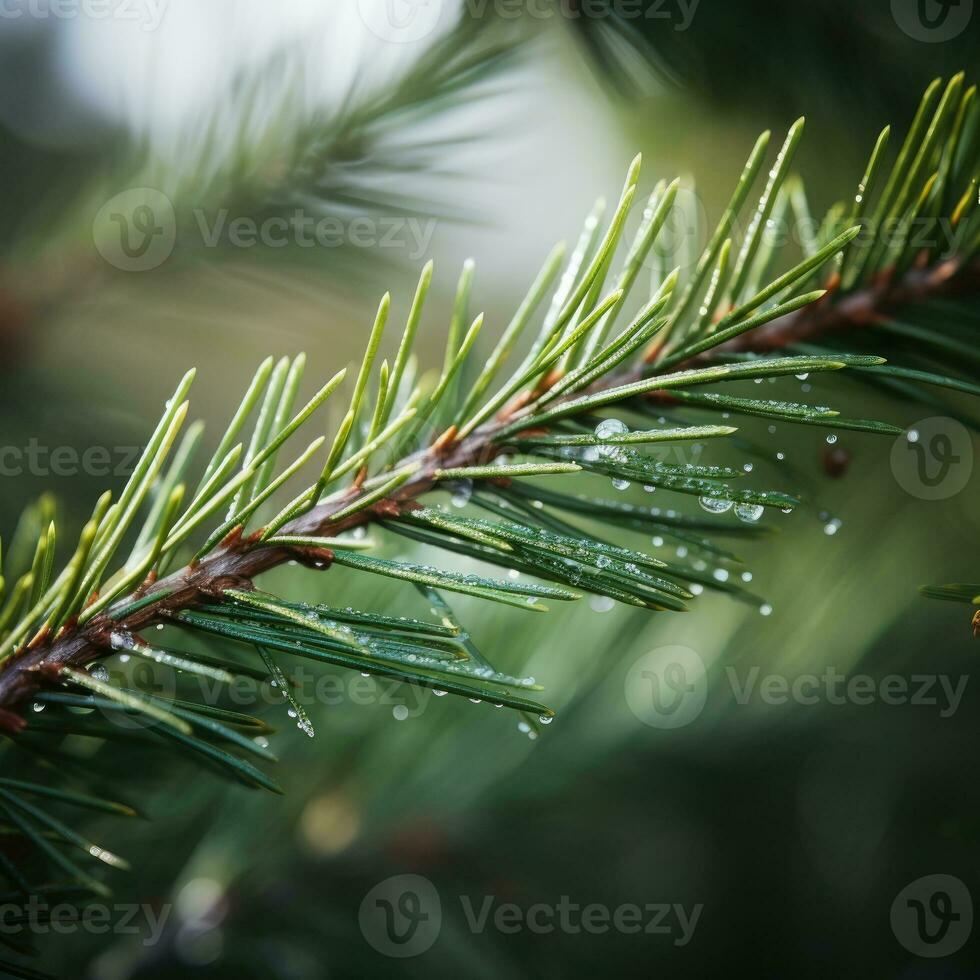 spruce branch with dew drops close-up, shallow depth of field photo