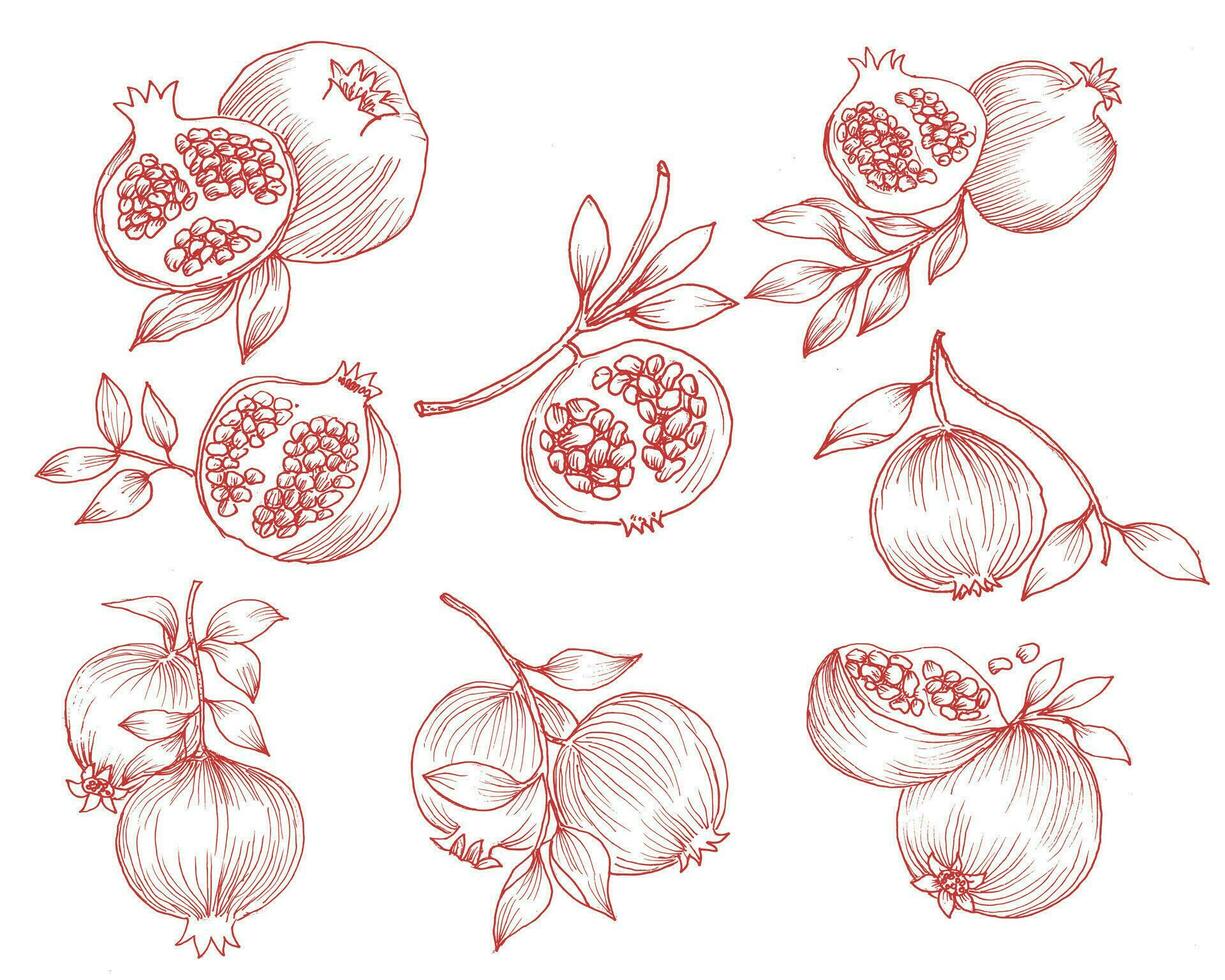 Hand Drawn Pomegranate Fruit Set vector