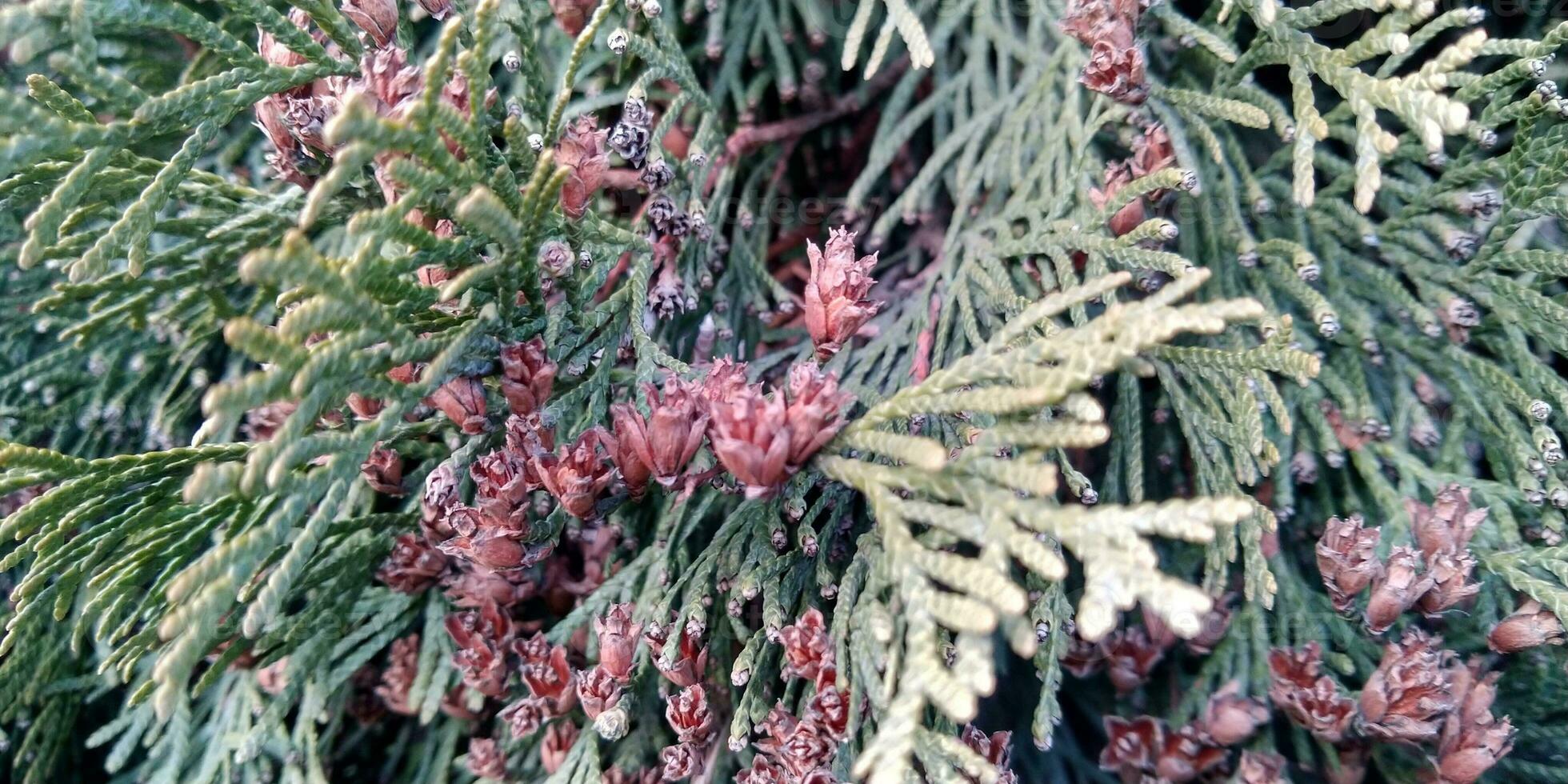 Thuja green branches closeup. Blurred thuja background. photo