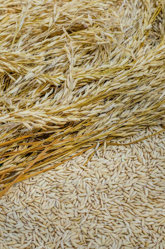Organic Dried Paddy for Foodstuff Background photo