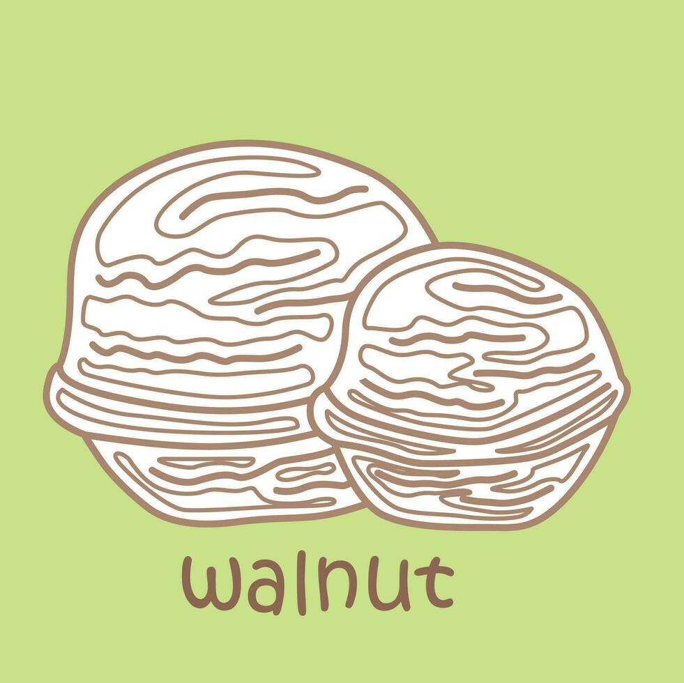 Alphabet W For Walnut Vocabulary Reading School Lesson Cartoon Digital Stamp Outline vector