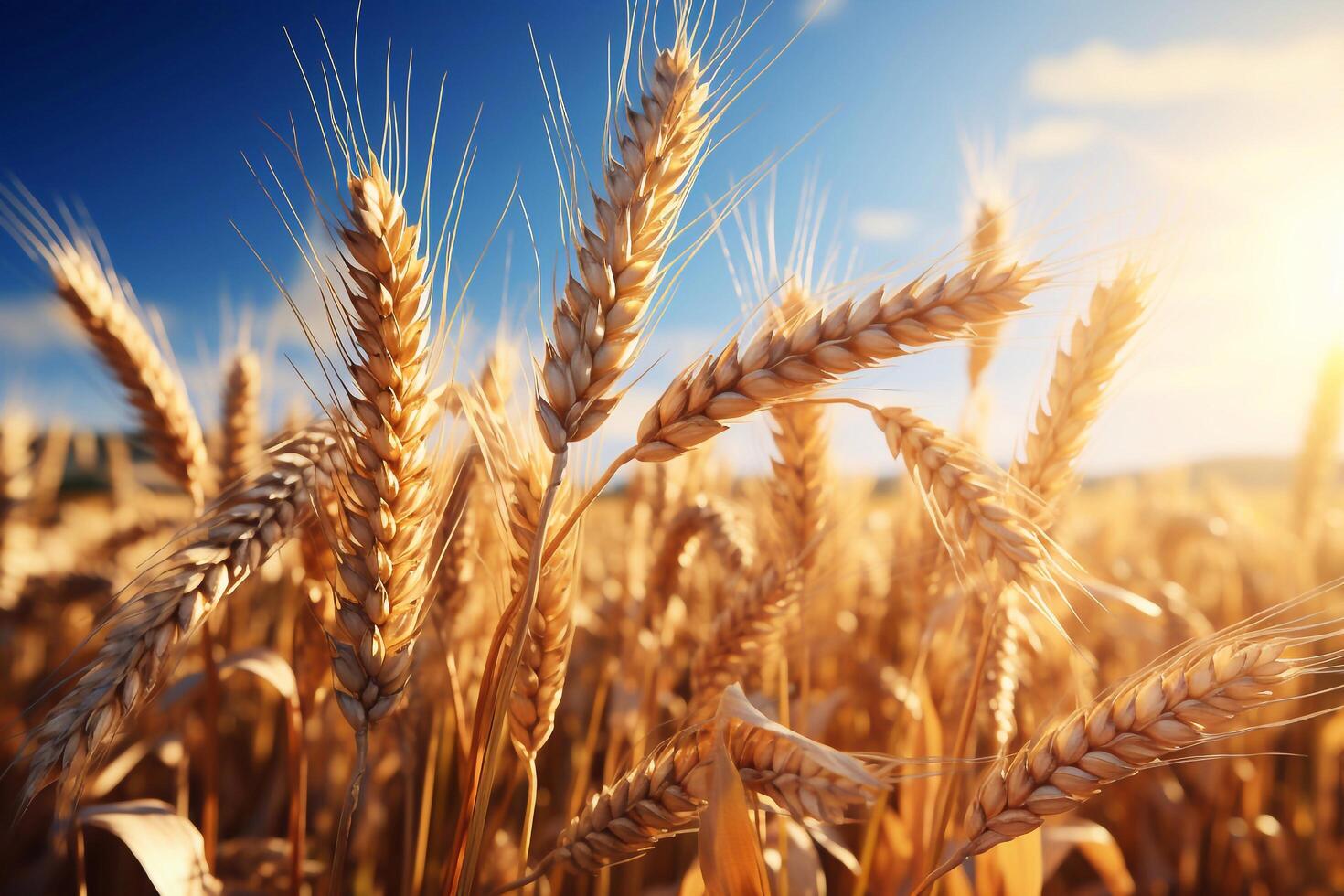 Image of wheat field with blue sky Wheat field under the sunlight. generative ai photo