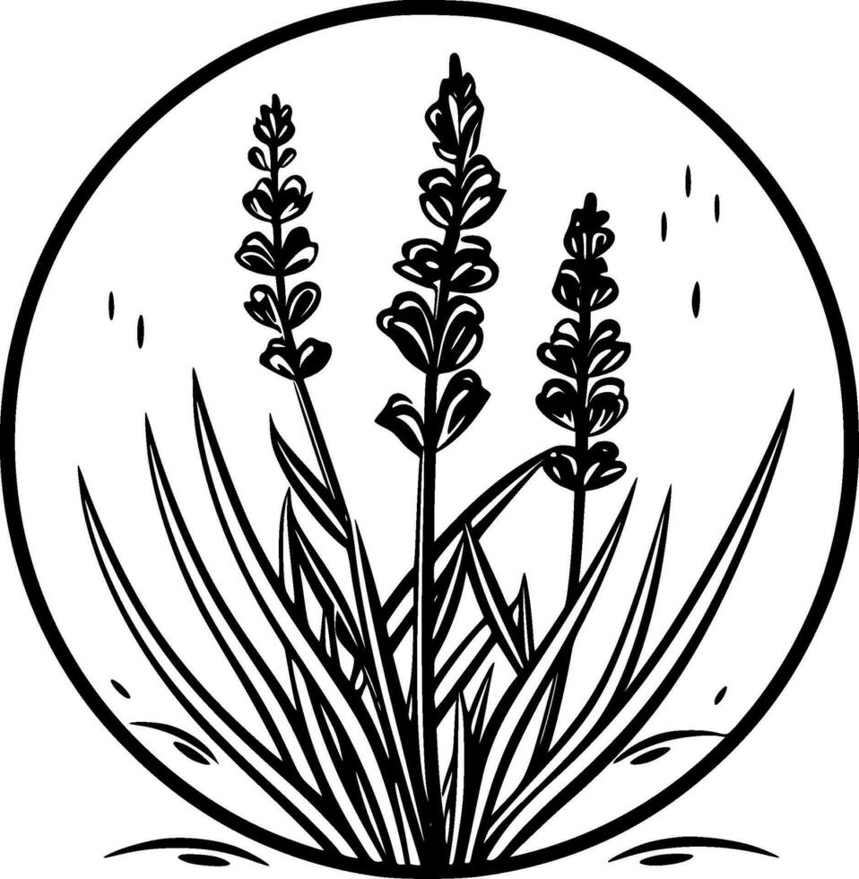 Lavender, Black and White Vector illustration