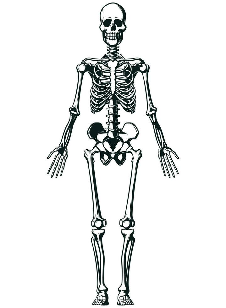 Silhouette Human Anatomical Skeleton Structure Chart vector