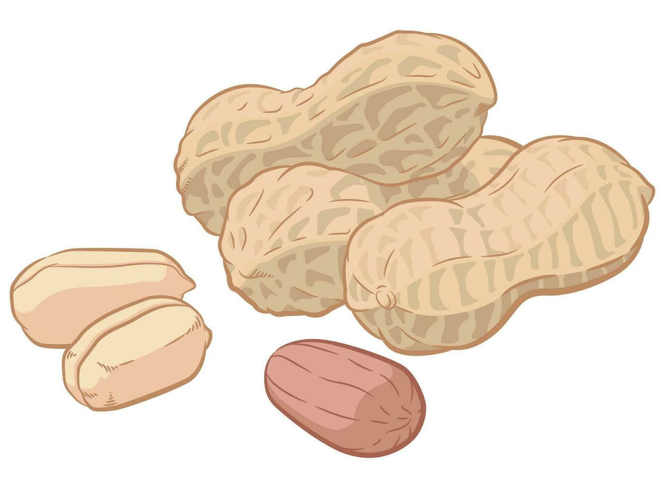 Peanuts Seed Groundnuts Pod Shell Cartoon vector