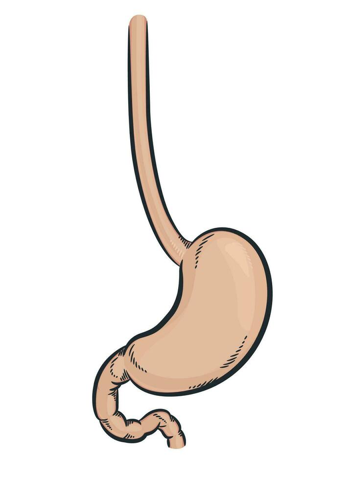 Human Stomach Internal Digestive System Organ vector