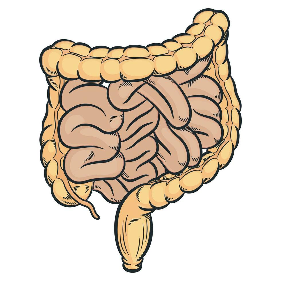 humano intestinos colon digestivo tripas órganos vector