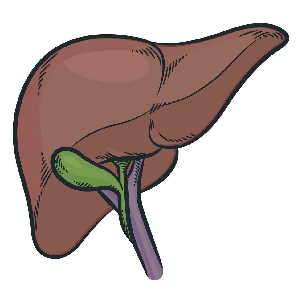 humano hígado Organo hepático digestión sistema vector