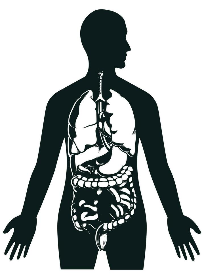 silueta humano interno órganos dentro cuerpo vector