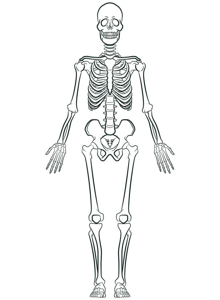 Sketch Human Biology Skeleton System Diagram vector