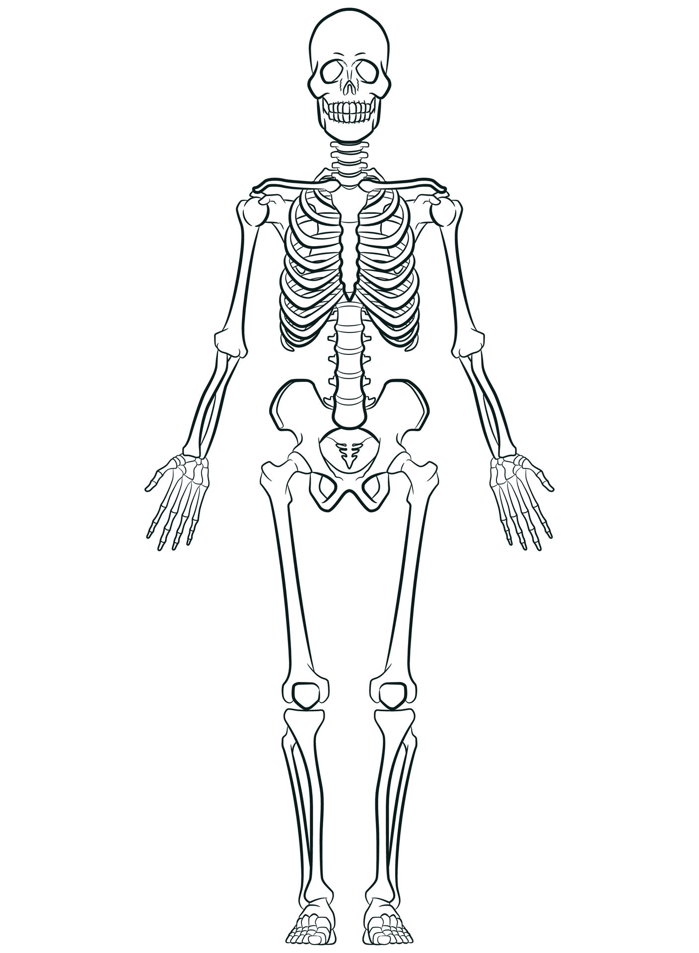 Sketch Human Biology Skeleton System Diagram 27566576 Vector Art at Vecteezy