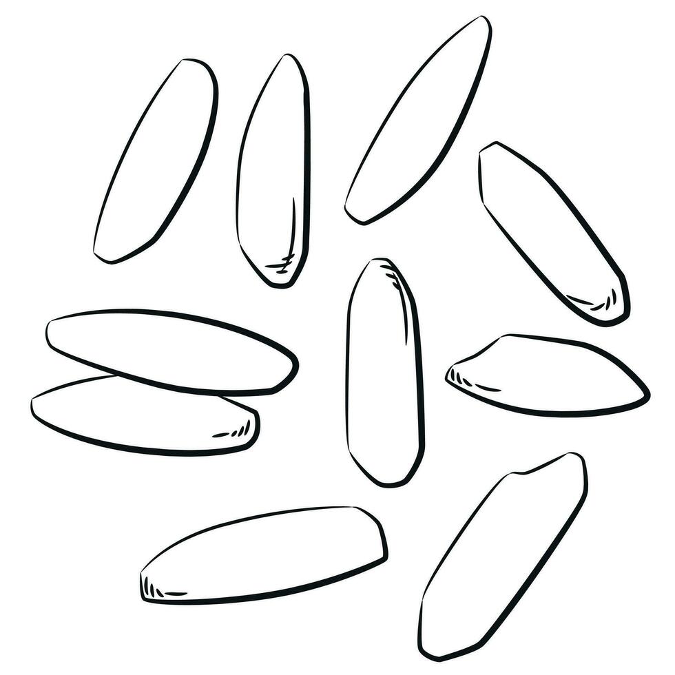 Sketch Basmati Rice Grain Organic Crops vector