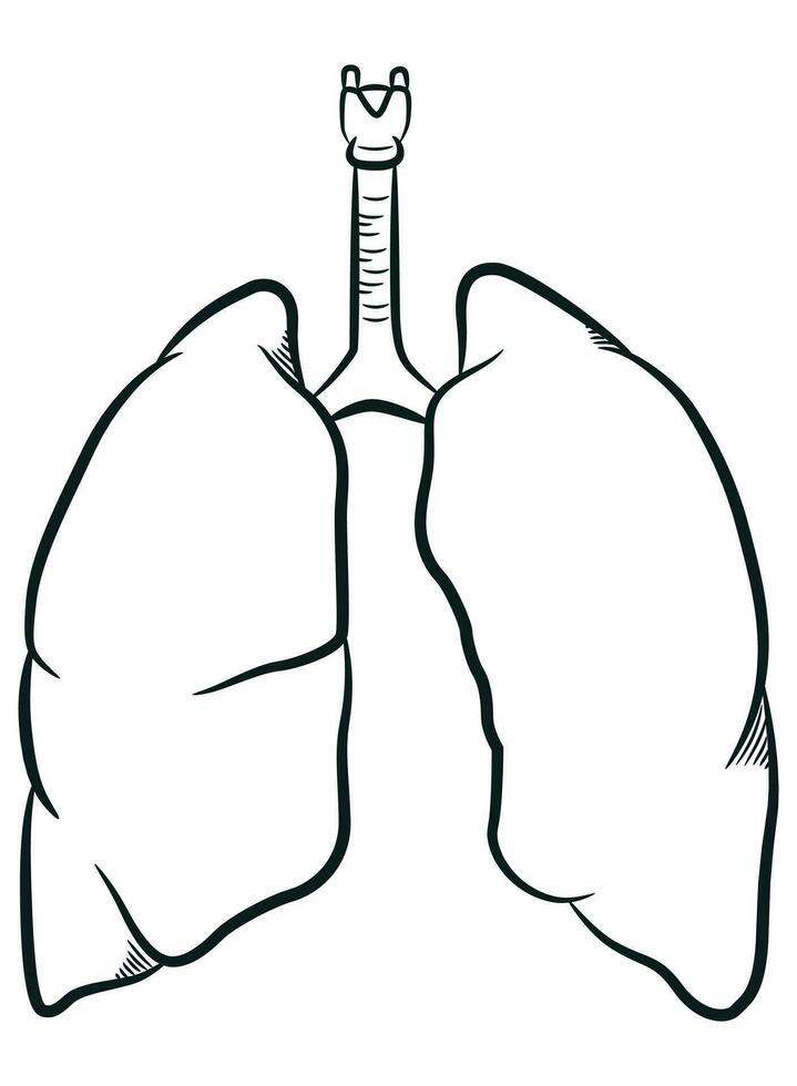 bosquejo humano livianos interno respiratorio Organo vector