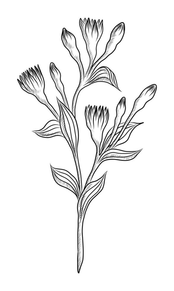 negro vector aislado en un blanco antecedentes garabatear ilustración de Alstroemeria leña menuda