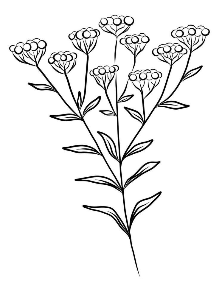 BLACK VECTOR ISOLATED ON A WHITE BACKGROUND DOODLE ILLUSTRATION OF A GYPSOPHILA TWIG