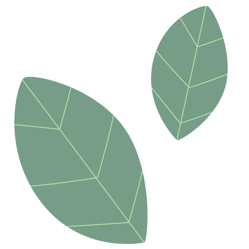 green leaves are shown on a white background vector